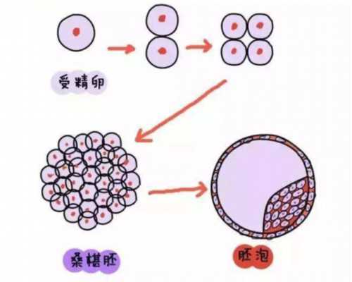 温州供卵试管医院排名与费用指南，2025成功率解析